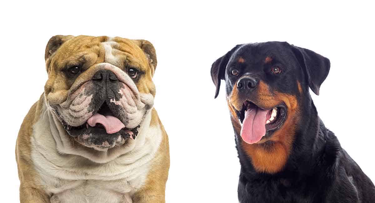 Bulldog vs Rottweiler: Breeds Comparison