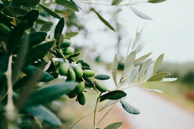 Olives tree