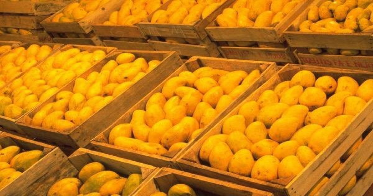 Pakistani Mango Price in Pakistan