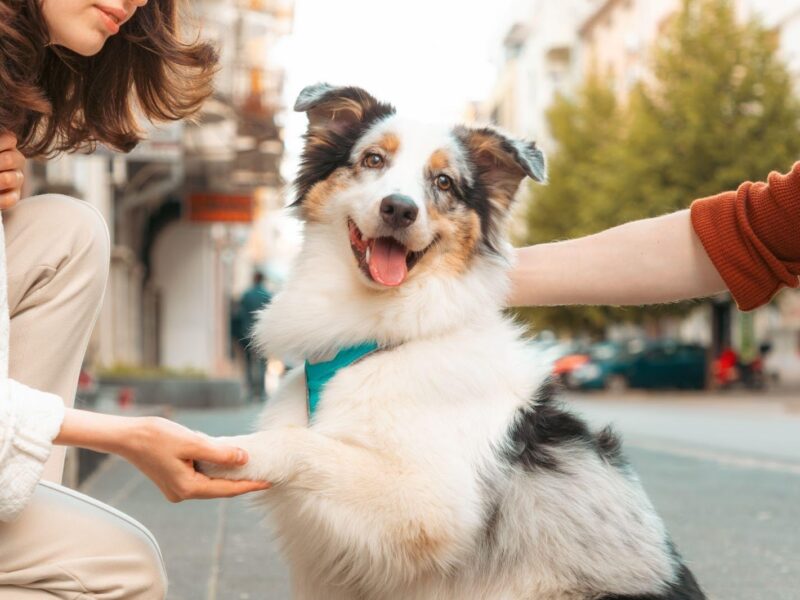 A service dog out and public giving their paw