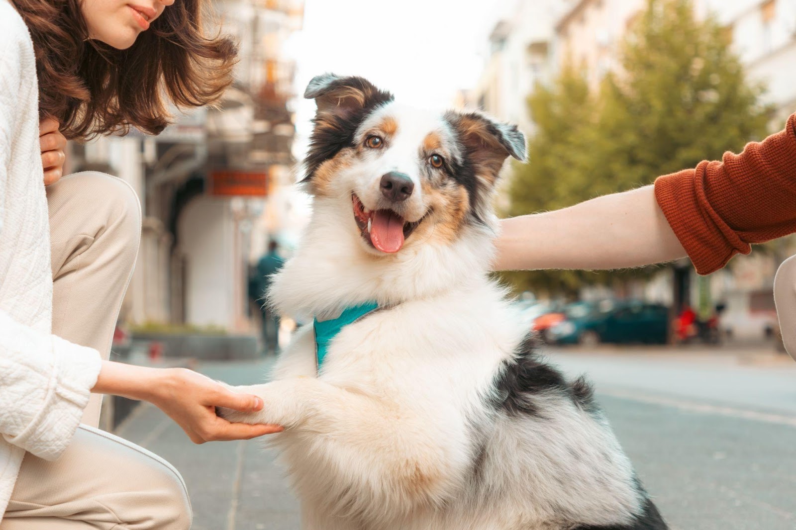 A service dog out and public giving their paw