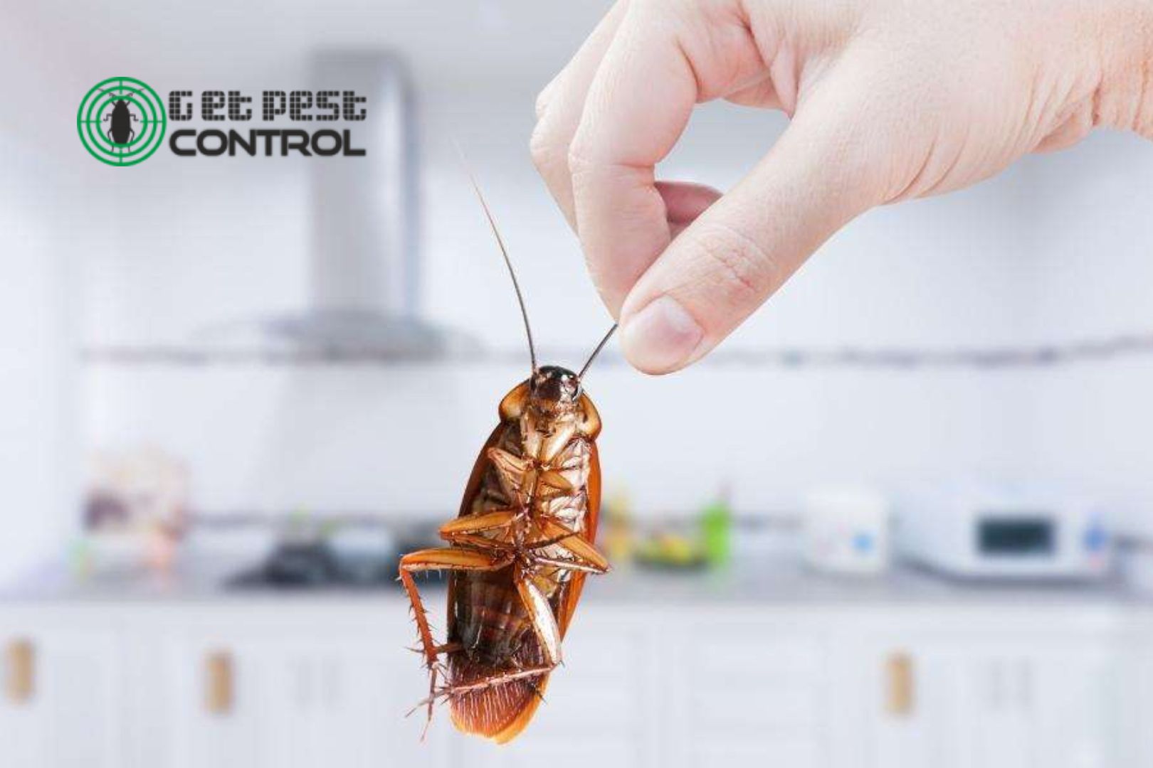 The Most Common Kitchen Pests in India
