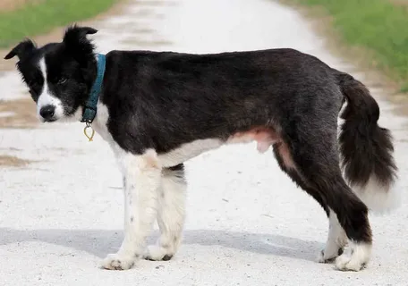 Border Collie Grooming