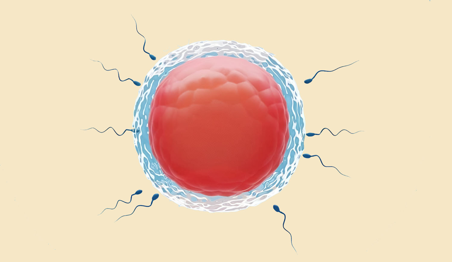 ivf-treatment-in-bangalore