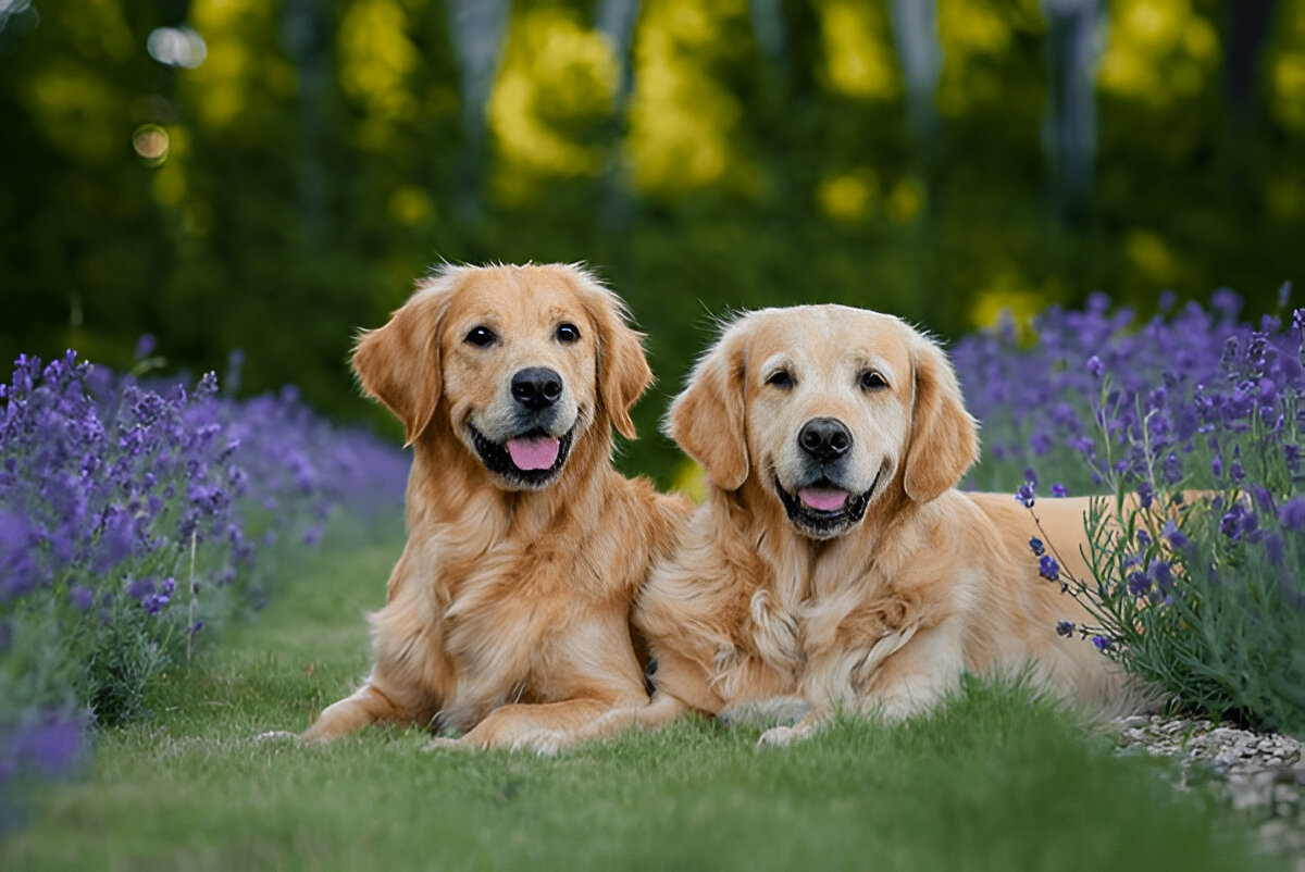 group dog training