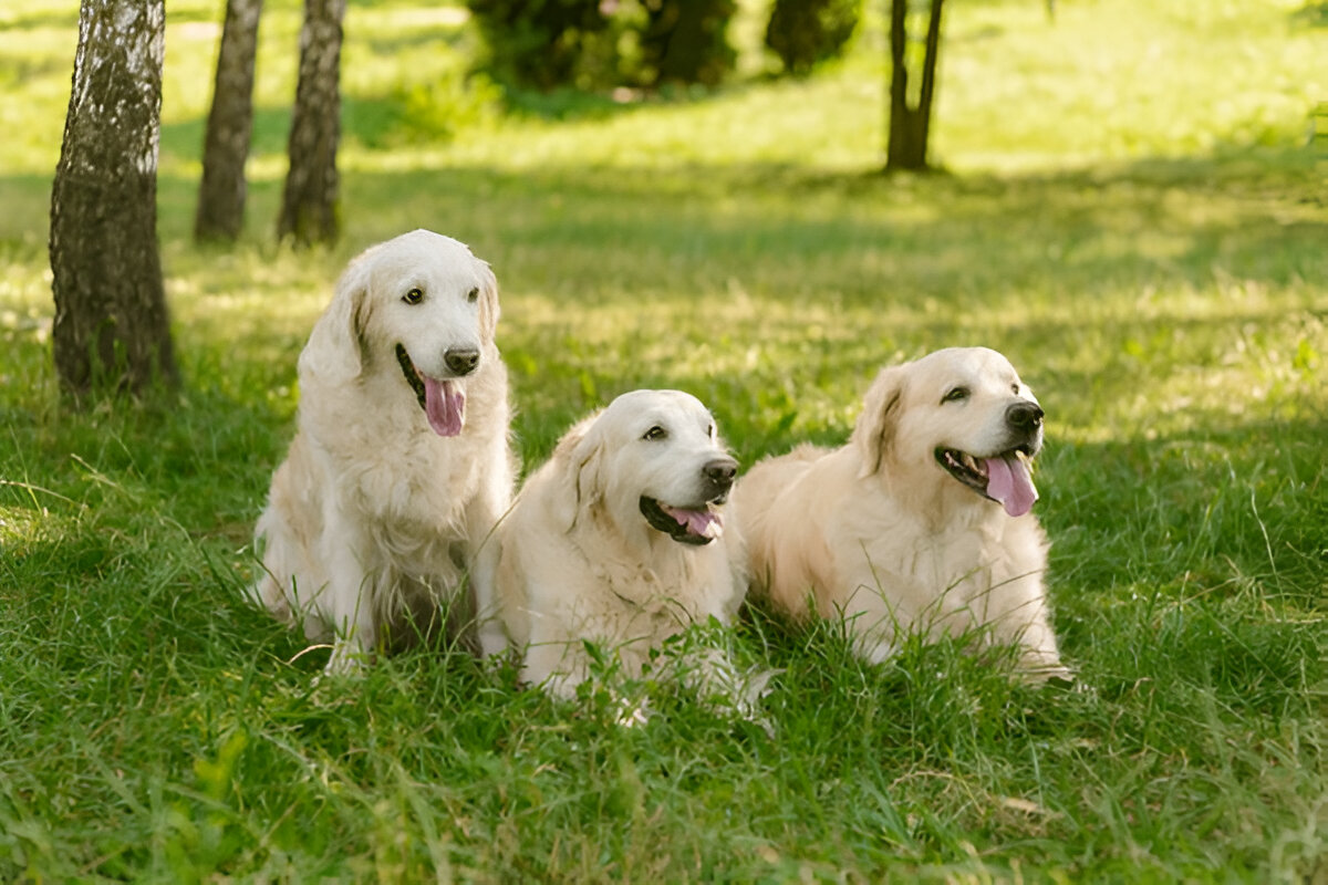 group dog training