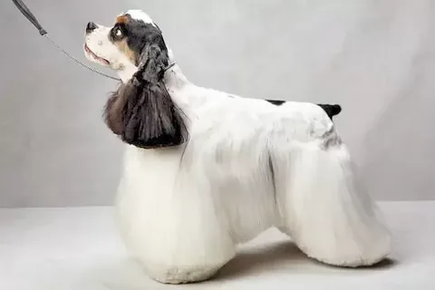 Cocker Spaniel Grooming Styles: A Guide for Pet Owners