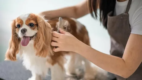 Step-by-Step Dog Grooming Tips for Every Dog Owner