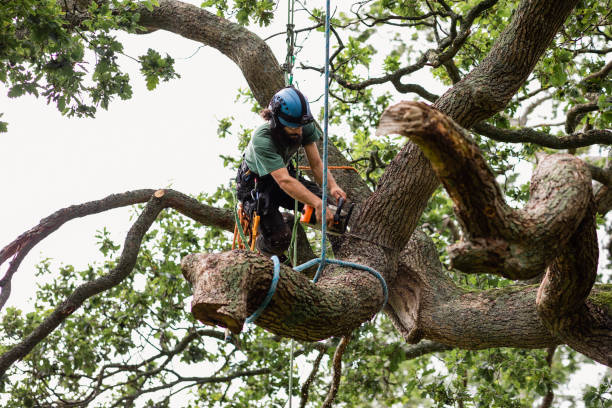 tree removal birmingham michigan