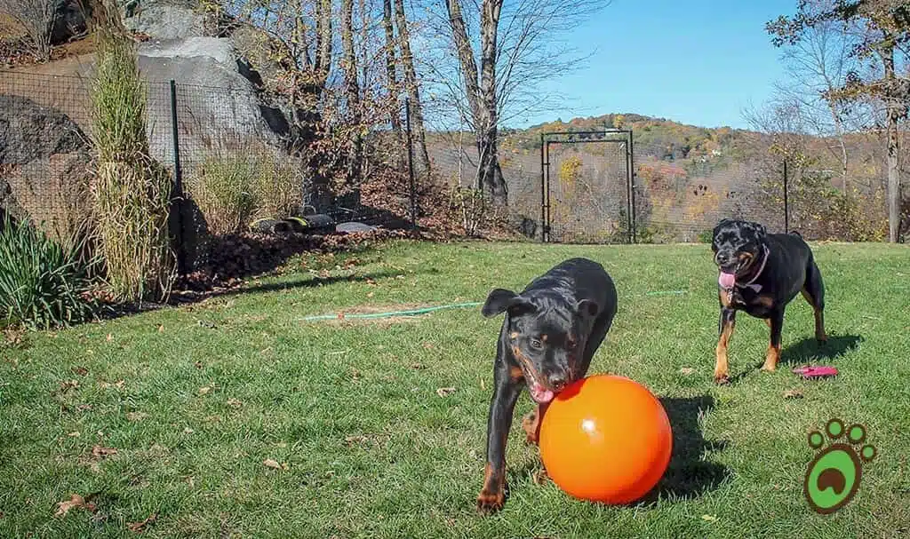 DIY non electric dog fence kit, non electric dog fence system