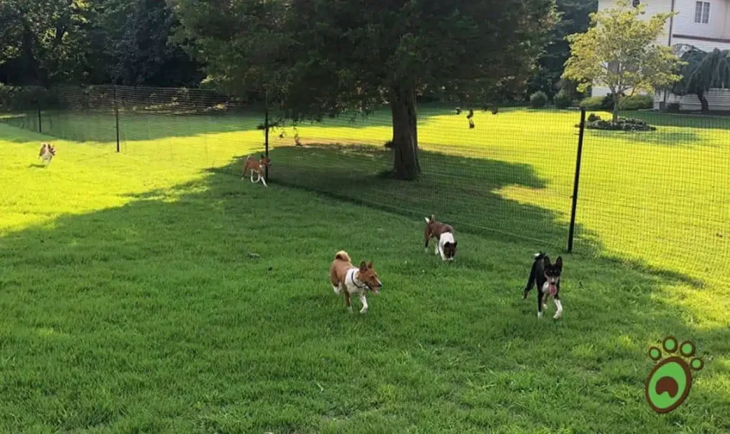 dog fence kits, non electric dog fence system