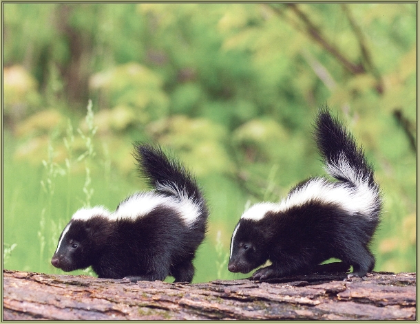 skunks
